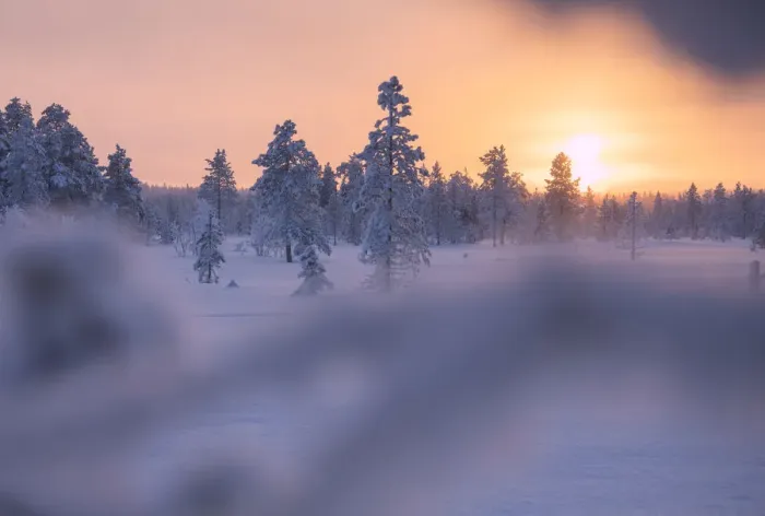Framed Print : Sunset on snowy woods, Luosto, Sodankyla municipality, Lapland, Finland Framed Print : Sunset on snowy woods, Luosto, Sodankyla municipality, Lapland, Finland