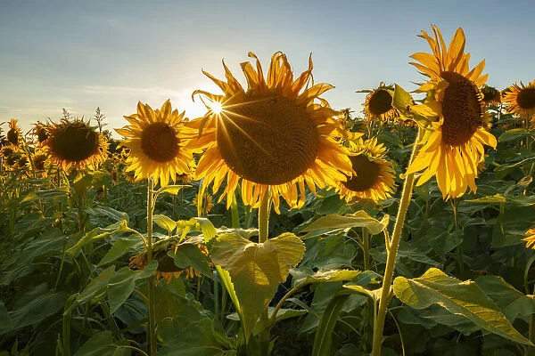 Sunset on Sunflowers field (Helianthus Annuus), Lurago Marinone, Como province, Lombardy