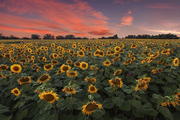 Sunset on Sunflowers field (Helianthus Annuus), Lurago Marinone, Como province, Lombardy