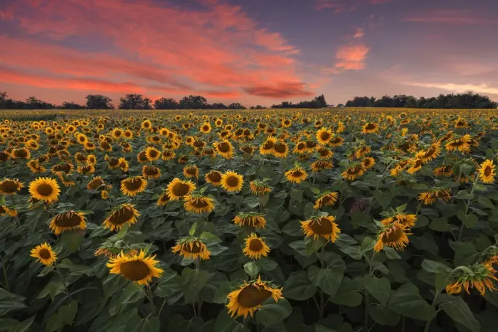 Framed Print : Sunset on Sunflowers field (Helianthus Annuus), Lurago Marinone, Como province, Lombardy