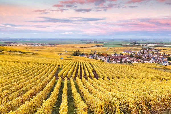 Sunset over the vineyards of Oger, Champagne Ardenne, France