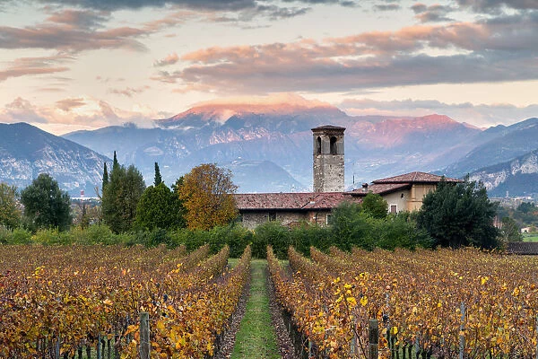 Sunset among the vineyards overlooking Mount Guglielmo, Brescia province, Lombardy
