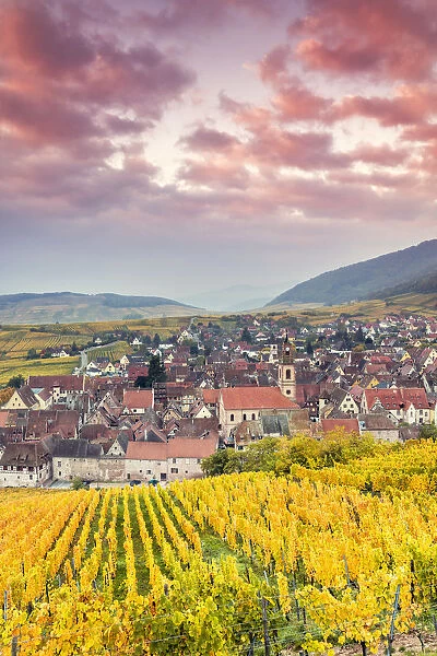 Sunset over the vineyards surrounding Riquewihr, Alsace, France
