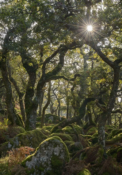Sunshine radiates through Black a Tor copse, an ancient Oak woodland on Dartmoor's high moorland, Devon, England. Autumn (October) 2016