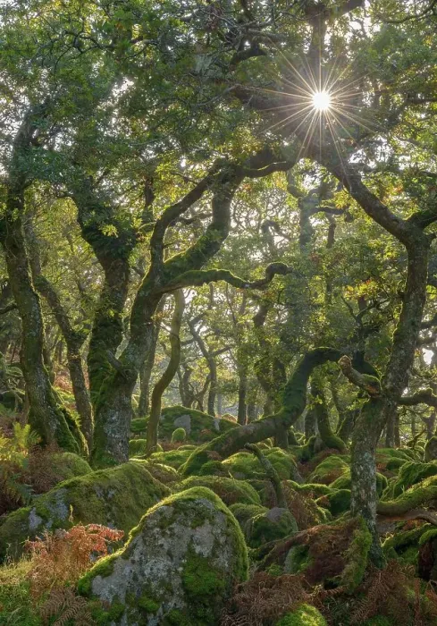 Framed Print : Sunshine radiates through Black a Tor copse, an ancient Oak woodland on Dartmoor's high moorland, Devon, England. Autumn (October) 2016 Framed Print : Sunshine radiates through Black a Tor copse, an ancient Oak woodland on Dartmoor's high moorland, Devon, England. Autumn (October) 2016