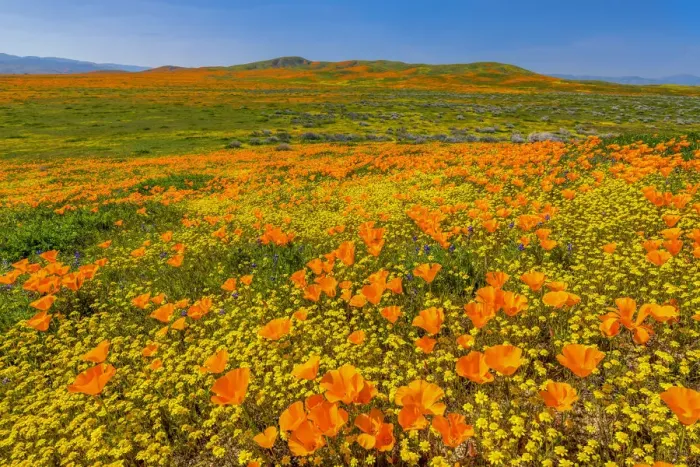 Framed Print : Super Bloom of California Poppies, Antelope Valley, California, USA Framed Print : Super Bloom of California Poppies, Antelope Valley, California, USA
