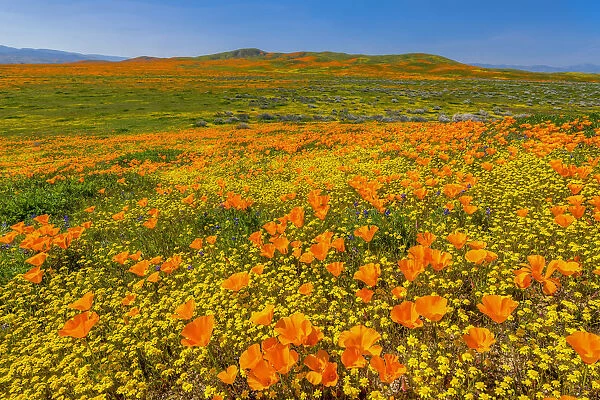 Super Bloom of California Poppies, Antelope Valley, California, USA