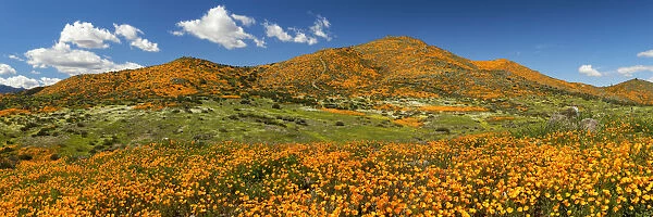 Super Bloom of California Poppies, near Lake Elsinore, California, USA
