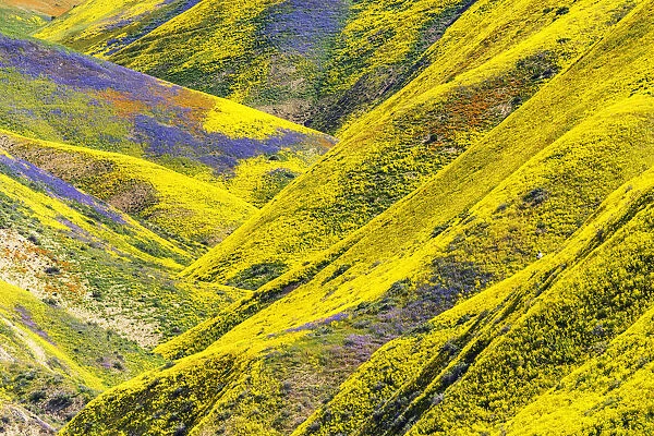 Super Bloom of Wildflwowers, Carrizo Plain National Monument, California, USA