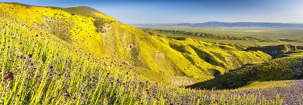 Super Bloom of Wildflwowers, Carrizo Plain National Monument, California, USA