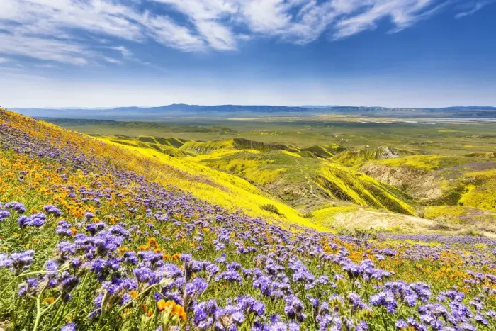 Framed Print : Super Bloom of Wildflwowers, Carrizo Plain National Monument, California, USA Framed Print : Super Bloom of Wildflwowers, Carrizo Plain National Monument, California, USA