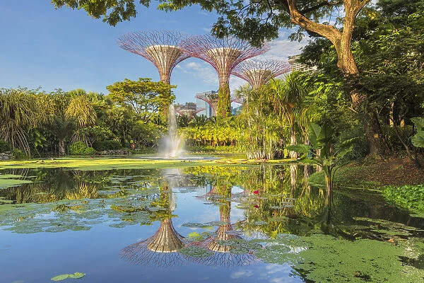 Supertrees reflecting in a lake, Gardens by the Bay, Singapore City, Singapore, Asia