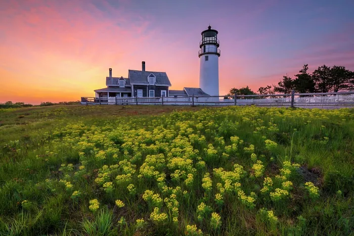 Framed Print : Surnise ove Highland Light with yellow wildflowers, Cape Cod, North Truro, Massachusetts, USA Framed Print : Surnise ove Highland Light with yellow wildflowers, Cape Cod, North Truro, Massachusetts, USA