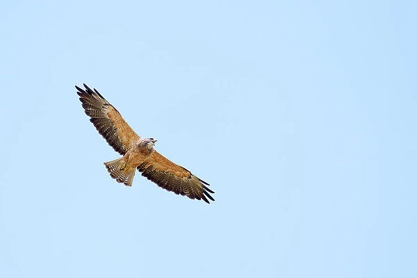 Swainson's hawk Swainson's hawk (Buteo swainsoni) in flight Taber, Alberta, Canada