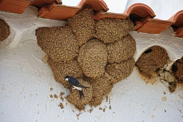 Swallow nests. Alentejo, Portugal