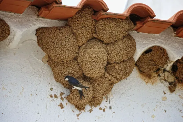Framed Print : Swallow nests. Alentejo, Portugal Framed Print : Swallow nests. Alentejo, Portugal