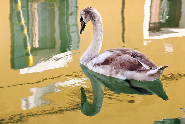 Swan, Burano, Veneto region, Italy