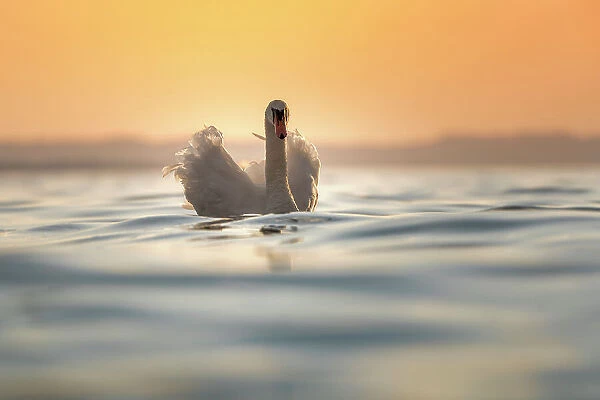A swan is floating on the surface of water into lake Garda during sunset. Lazise, Garda lake, Veneto, Italy