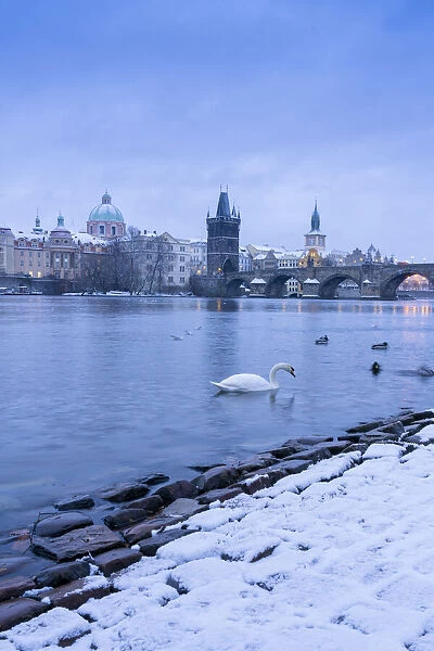 Swan swimming in Vltava River near Charles bridge against snowy sky in winter, Prague