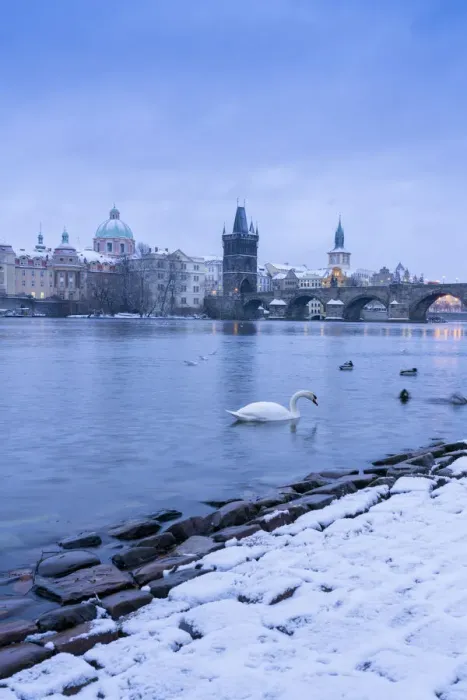 Framed Print : Swan swimming in Vltava River near Charles bridge against snowy sky in winter, Prague Framed Print : Swan swimming in Vltava River near Charles bridge against snowy sky in winter, Prague