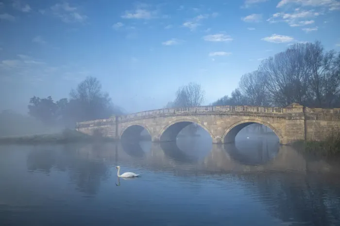 Framed Print : Swans at Bladon Bridge, Blenheim Palace, Blenheim Park, Woodstock, Oxfordshire, England Framed Print : Swans at Bladon Bridge, Blenheim Palace, Blenheim Park, Woodstock, Oxfordshire, England
