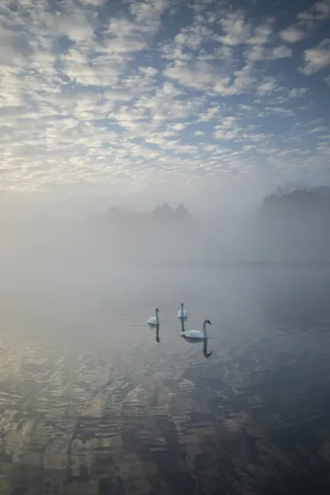 Framed Print : Swans at Bladon lake, Blenheim Palace, Blenheim Park, Woodstock, Oxfordshire, England Framed Print : Swans at Bladon lake, Blenheim Palace, Blenheim Park, Woodstock, Oxfordshire, England