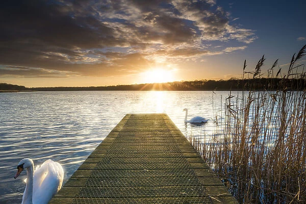 Swans & Jetty at Sunset, Norfolk Broads National Park, England