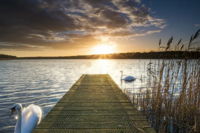 Framed Print : Swans & Jetty at Sunset, Norfolk Broads National Park, England Framed Print : Swans & Jetty at Sunset, Norfolk Broads National Park, England