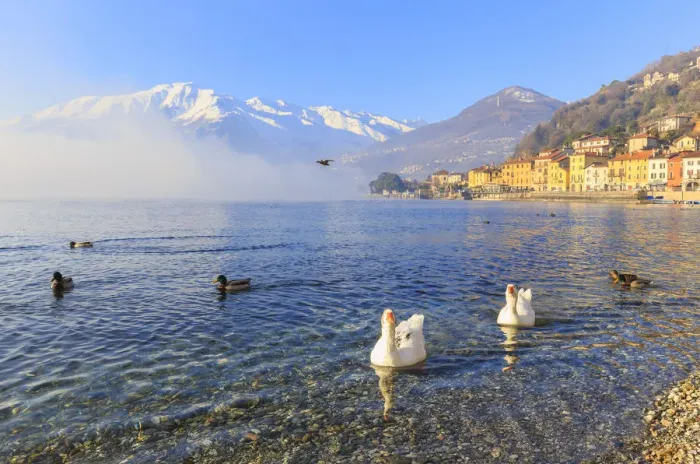 Framed Print : Swans and mallards swim in the lake near the village of Domaso, Como Lake, Lombardy Framed Print : Swans and mallards swim in the lake near the village of Domaso, Como Lake, Lombardy
