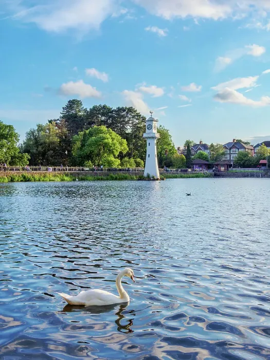 Framed Print : Swans and Scott Memorial Lighthouse at Roath Park Lake, Cardiff, Wales, United Kingdom