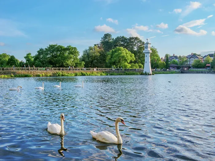 Framed Print : Swans and Scott Memorial Lighthouse at Roath Park Lake, Cardiff, Wales, United Kingdom Framed Print : Swans and Scott Memorial Lighthouse at Roath Park Lake, Cardiff, Wales, United Kingdom