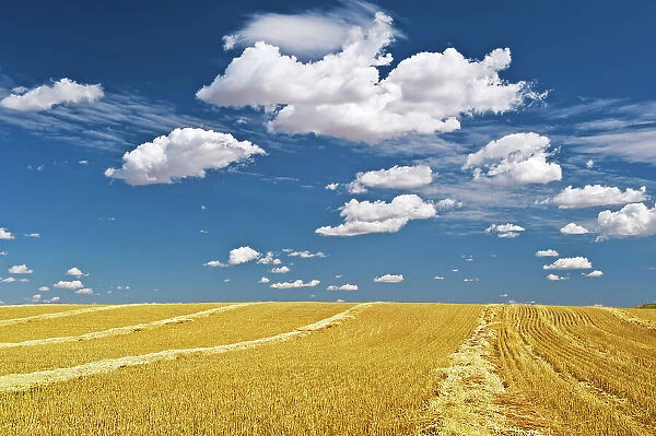 swath wheat and clouds near Bengough, Saskatchewan, Canada