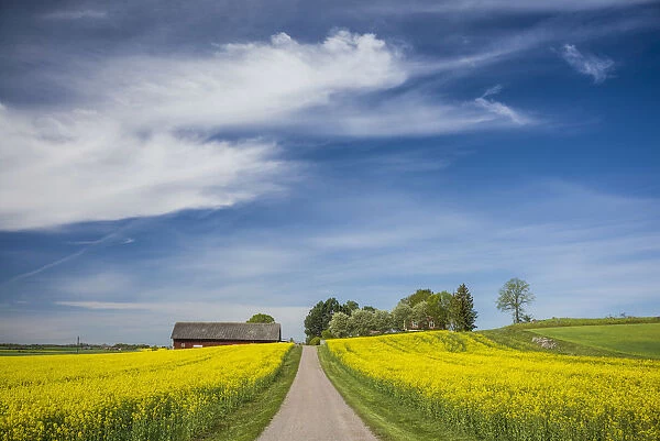 Sweden, Southeast Sweden, Bergs Slussar, springtime landscape with country road