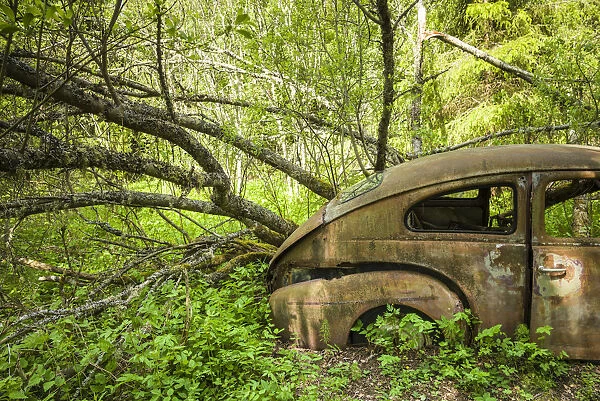Sweden, Varmland, Bastnas, Bastnas Car Cemetery public park, antique car junkyard