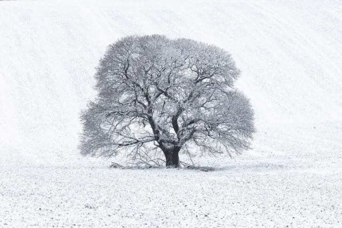 Framed Print : Sweet Chestnut (Castanea sativa) in snow-covered field, Keysely Down, Wiltshire, England