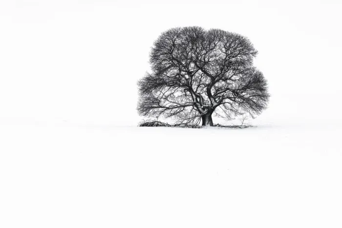 Framed Print : Sweet Chestnut tree in snow on Salisbury Plain, Wiltshire, England, UK