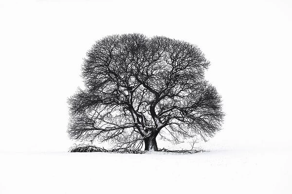 Sweet Chestnut tree in snow on Salisbury Plain, Wiltshire, England, UK