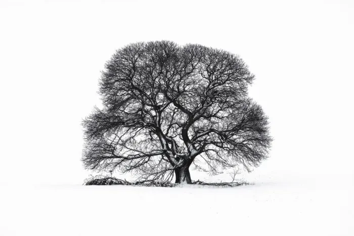 Framed Print : Sweet Chestnut tree in snow on Salisbury Plain, Wiltshire, England, UK Framed Print : Sweet Chestnut tree in snow on Salisbury Plain, Wiltshire, England, UK