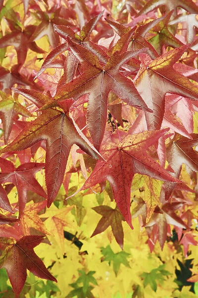 Sweet gum leaves in autumn colours - Slovenia, Bela Krajina, Metlika