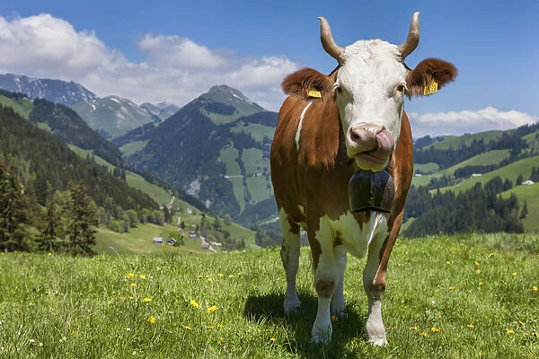 Switzerland, Berner Oberland, Alp Ablandschen, Simmental cow
