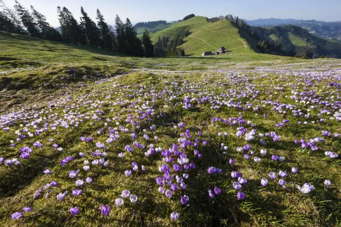 Framed Print : Switzerland, Berner Oberland, Emmental, Crocuses Framed Print : Switzerland, Berner Oberland, Emmental, Crocuses