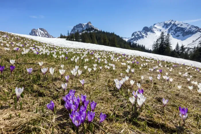 Framed Print : Switzerland, Berner Oberland, Gantrisch Naturpark, Crocuses