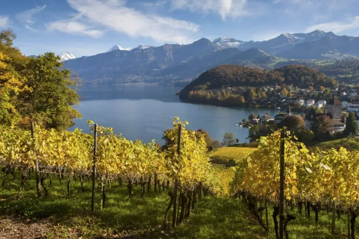 Framed Print : Switzerland, Berner Oberland, Spiez town, Lake Thun Framed Print : Switzerland, Berner Oberland, Spiez town, Lake Thun