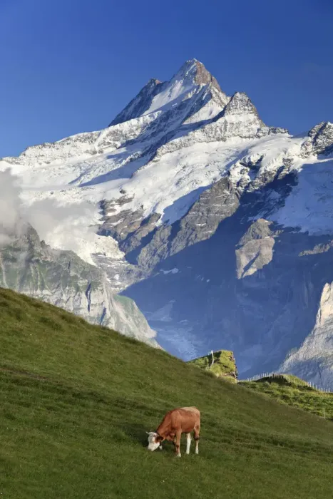 Framed Print : Switzerland, Bernese Oberland, Grindelwald, First, Mt Schreckhorn Framed Print : Switzerland, Bernese Oberland, Grindelwald, First, Mt Schreckhorn