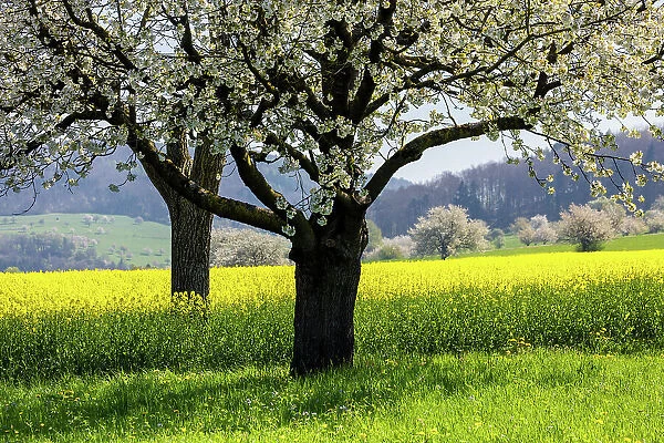 Switzerland, Canton of Aargau, blooming cherry trees