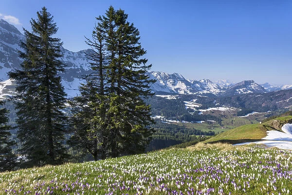 Switzerland, Canton Appenzell, Alpstein, Kronberg mountain, crocus