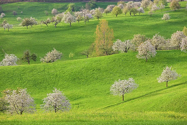 Switzerland, Canton of Basel Country, blooming cherry trees