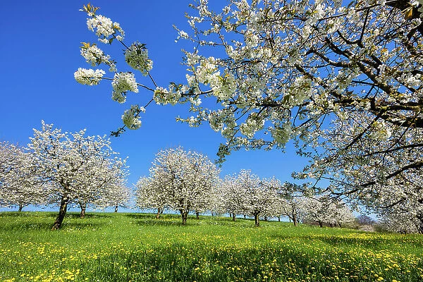 Switzerland, Canton of Basel Country, blooming cherry tree