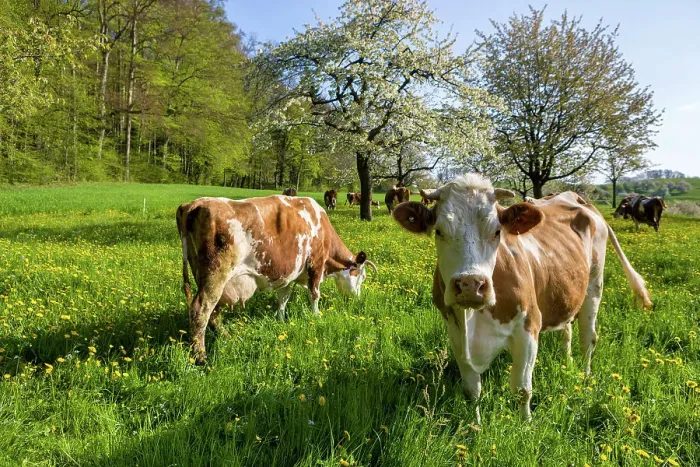 Framed Print : Switzerland, Canton of Basel Country, swiss cows Framed Print : Switzerland, Canton of Basel Country, swiss cows