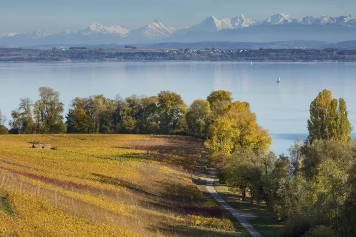 Framed Print : Switzerland, Canton of Neuchatel, Lake Neuchatel, Vineyards near Concise village Framed Print : Switzerland, Canton of Neuchatel, Lake Neuchatel, Vineyards near Concise village